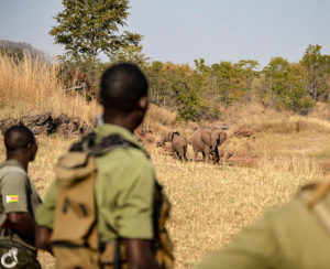 Bumi Hills Anti-Poaching Unit rangers on-the-ground in Zimbabwe Africa protecting elephant and african wildlife