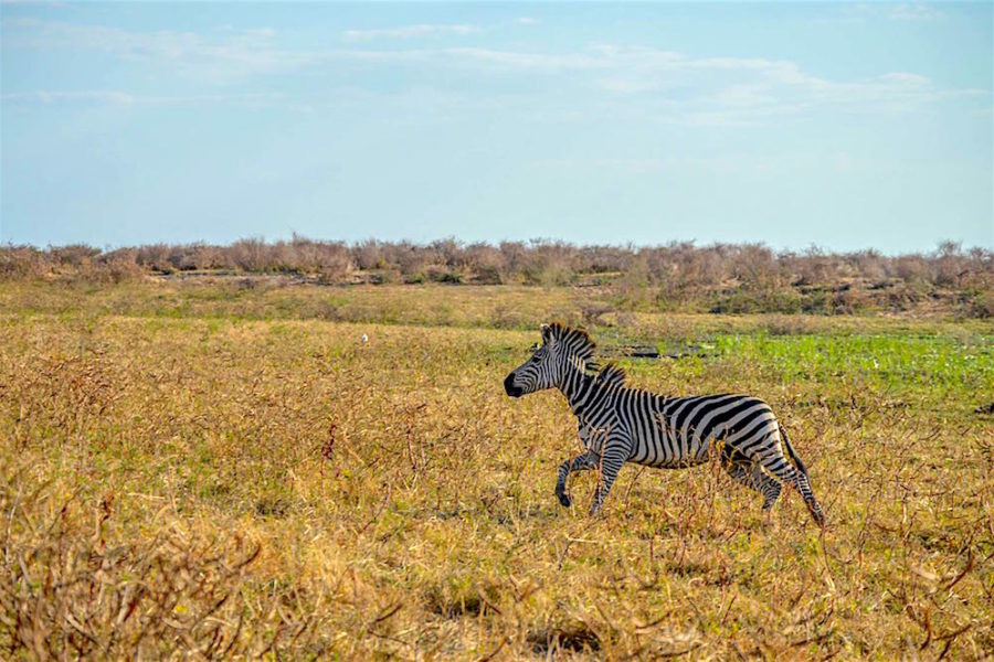 Zebra Stallion Snared by Poachers Saved by Bumi Hills Anti-Poaching Unit