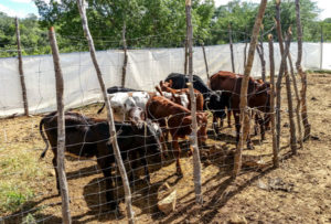 poor livestock goat enclosure boma in rural african community