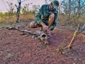 young female greater kudu killed by a snare set by poacher in Zimbabwe Africa