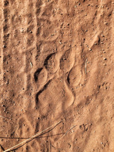 lioness spoor and tracks in zimbabwe africa for bumi hills foundation
