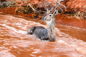 young african waterbuck saved from drowning in Lake Kariba by the anti-poaching unit