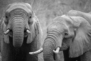Save Elephants from Poaching in Zimbabwe for Bumi Hills Foundation and Bumi Hills Anti-Poaching Unit
