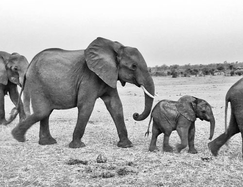 elephant avoids poachers