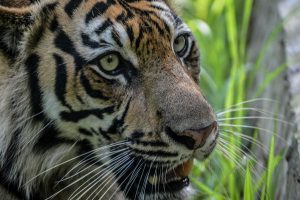 Sumatran Tiger Indonesia Wildlife Protection Anti-Poaching for Bumi Hills Foundation