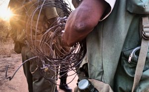 Deadly Snares Found on Patrol in Zimbabwe Africa by Anti Poaching Unit Rangers