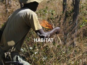 Zimbabwe Anti-Poaching Rangers - Bumi Hills Foundation